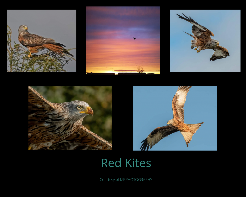 Red Kites
